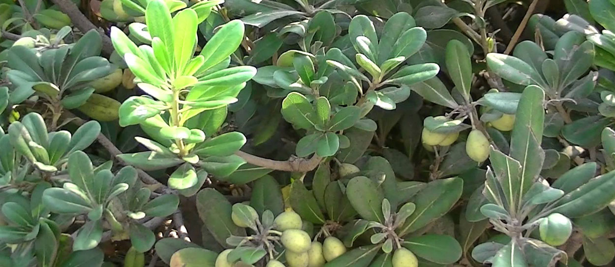Pitosporo Variegata