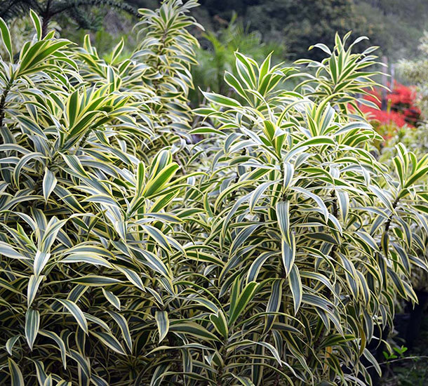 Pleomele Variegata