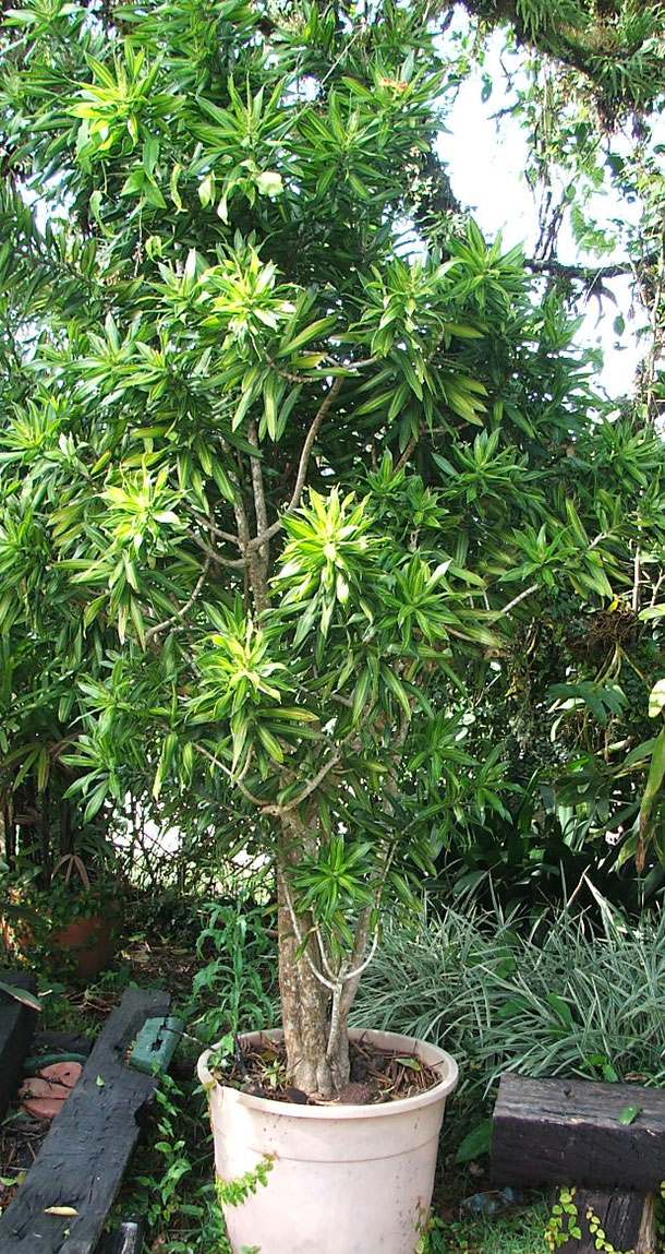 Pleomele Verde