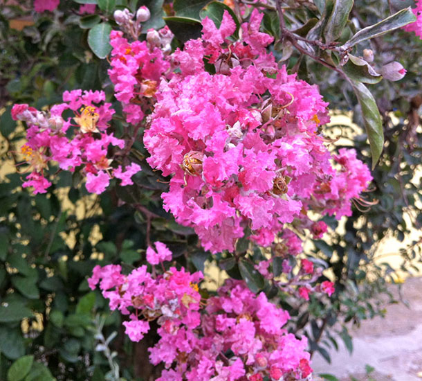 Resedá Rosa