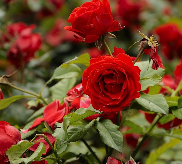 Rosa Mini