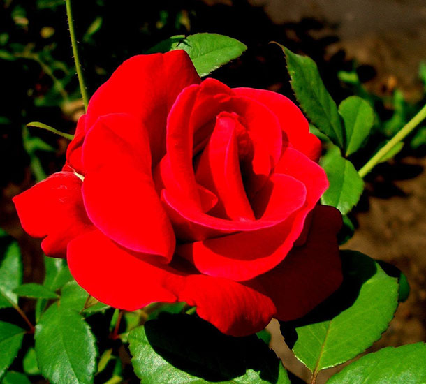 Rosa Vermelha