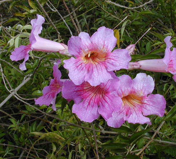 Sete Léguas
