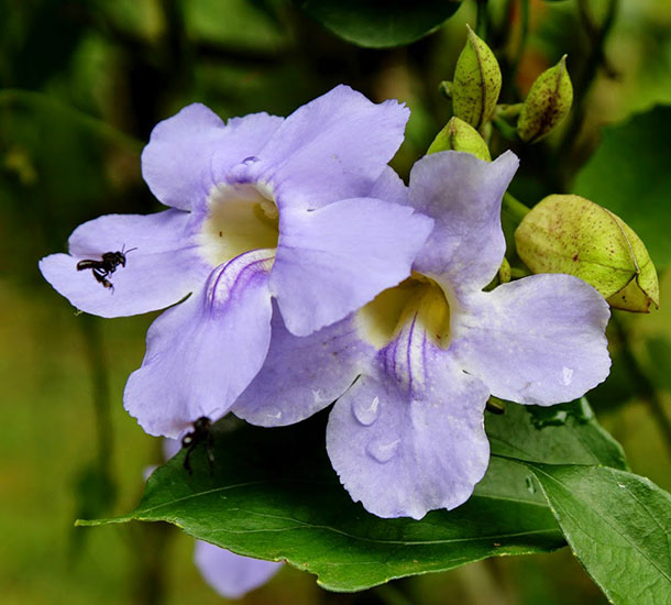 Tumbérgia Azul