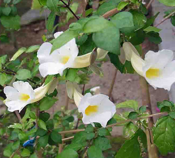 Tumbérgia Branco