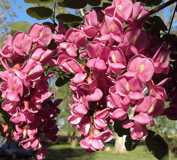 Planta Nativa - Acácia Rosa