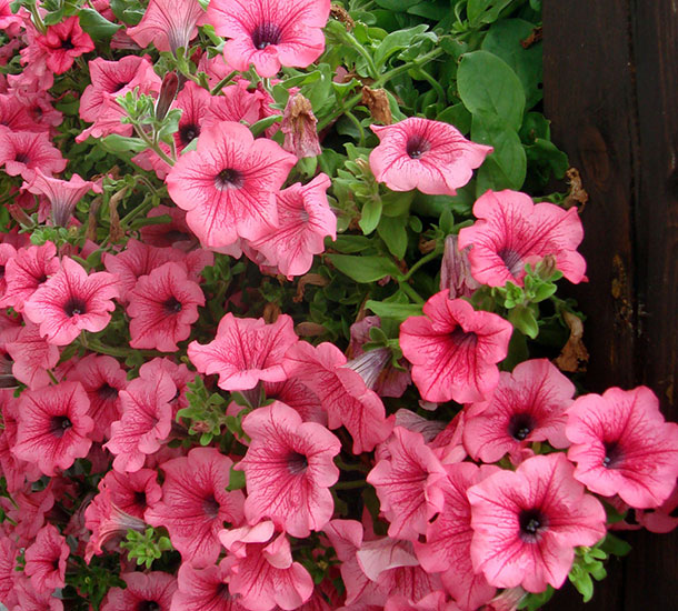 Planta Ornamental - Petunia